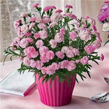 21年 イオンの母の日ギフト プレゼント 予約は5月5日9時まで Waon Info